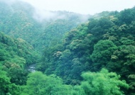 森林树木图片