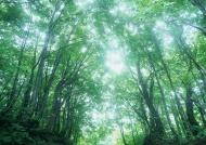 树木森林图片