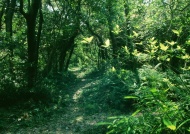 森林小径图片