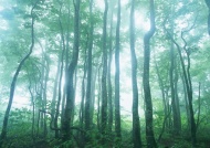 树木森林图片