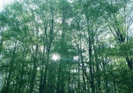 森林树木图片