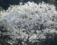 樱花林图片