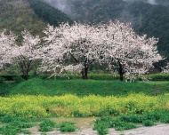 樱花山林图片