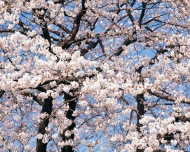 樱花高精图片