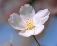 一朵樱花图片