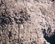 樱花垂柳图片