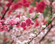 漂亮的桃花图片