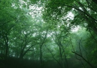 森林美景图片