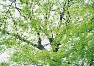 茂密树枝图片