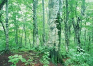 树林美景图片