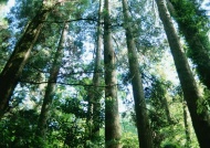苍天树林图片