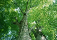 茂密大树图片
