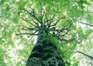 高大树木图片