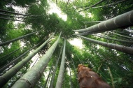 竹林美景图片