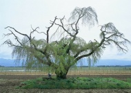 枯树逢春图片