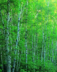 大自然风景森林图片