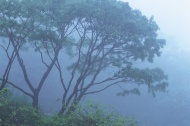 雾中的树林图片
