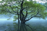 水中树图片