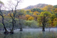 秋天树林图片