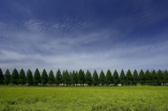 树木风景图片