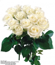 白玫瑰花图片