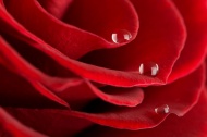 红色玫瑰水珠特写图片