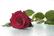 红色玫瑰花水珠特写图片