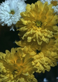 花朵图片