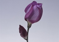 紫色花蕾图片