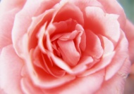 玫瑰花蕊图片
