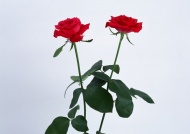 两束玫瑰图片