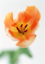 郁金香花蕾图片
