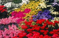 鲜花花卉图片