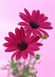 紫色金盏菊图片