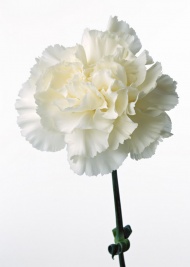 白色花卉图片