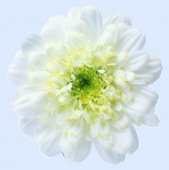 一朵白菊花图片
