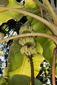 成熟的香蕉树图片