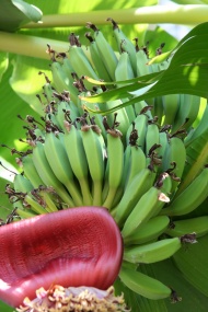 香蕉果树图片