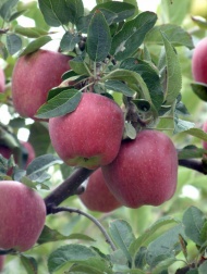 红富士苹果果树图片