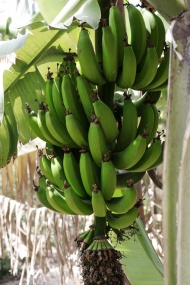 香蕉果树图片