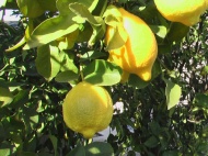 柠檬果树图片