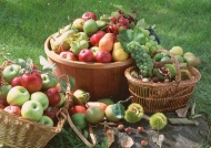 果园水果图片