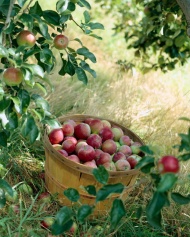 苹果果树图片