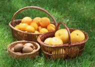 柠檬香橙猕猴桃图片