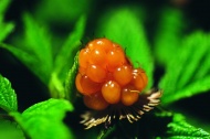 茅莓图片