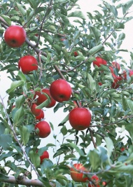红苹果果树图片