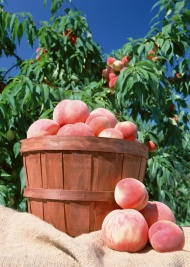 桃子桃树图片