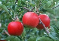 红苹果果园图片