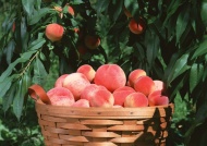 水密桃果树图片