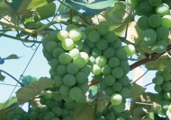 葡萄果树图片